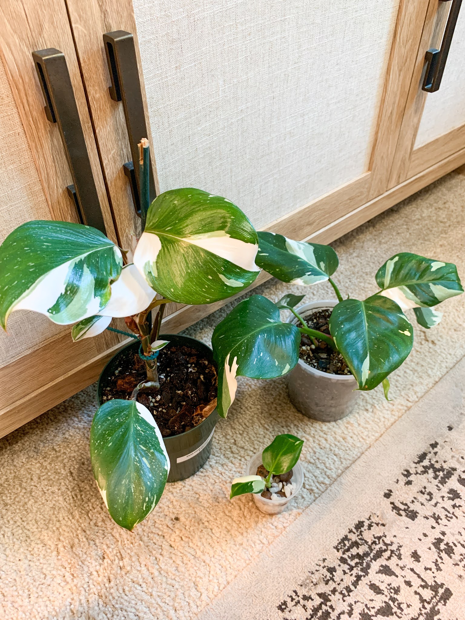 Philodendron White Wizard Vs White Knight - Characteristics & What'S The Difference?