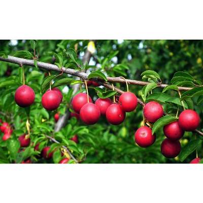 Growing Cherry Plums