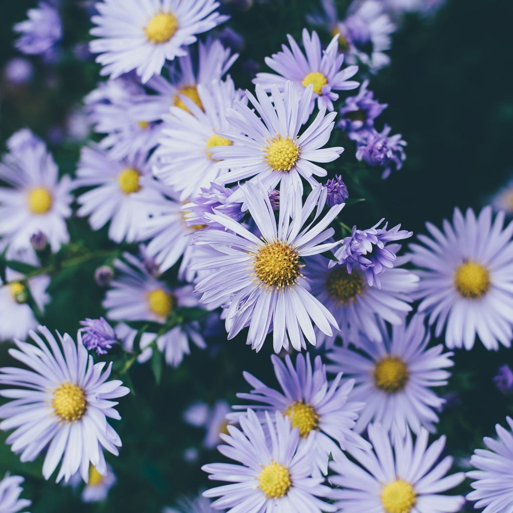 September Birth Flowers: Aster And Morning Glory (Meanings)