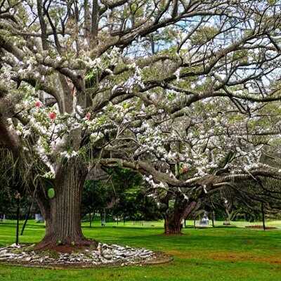 Southern Magnolia Trees Facts