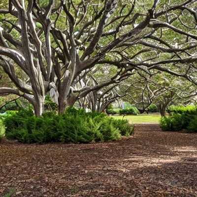Southern Magnolia Trees Information