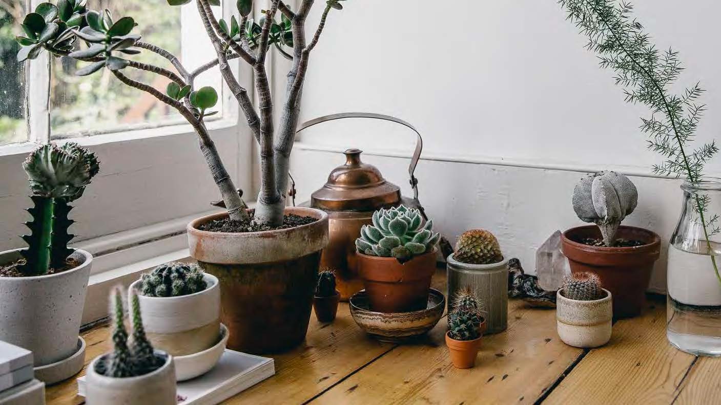 Succulent Plant Care Indoors
