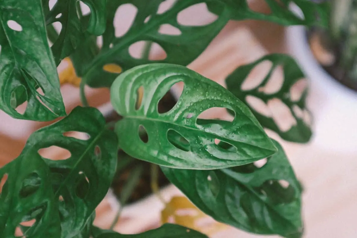 Variegated Monstera Plants