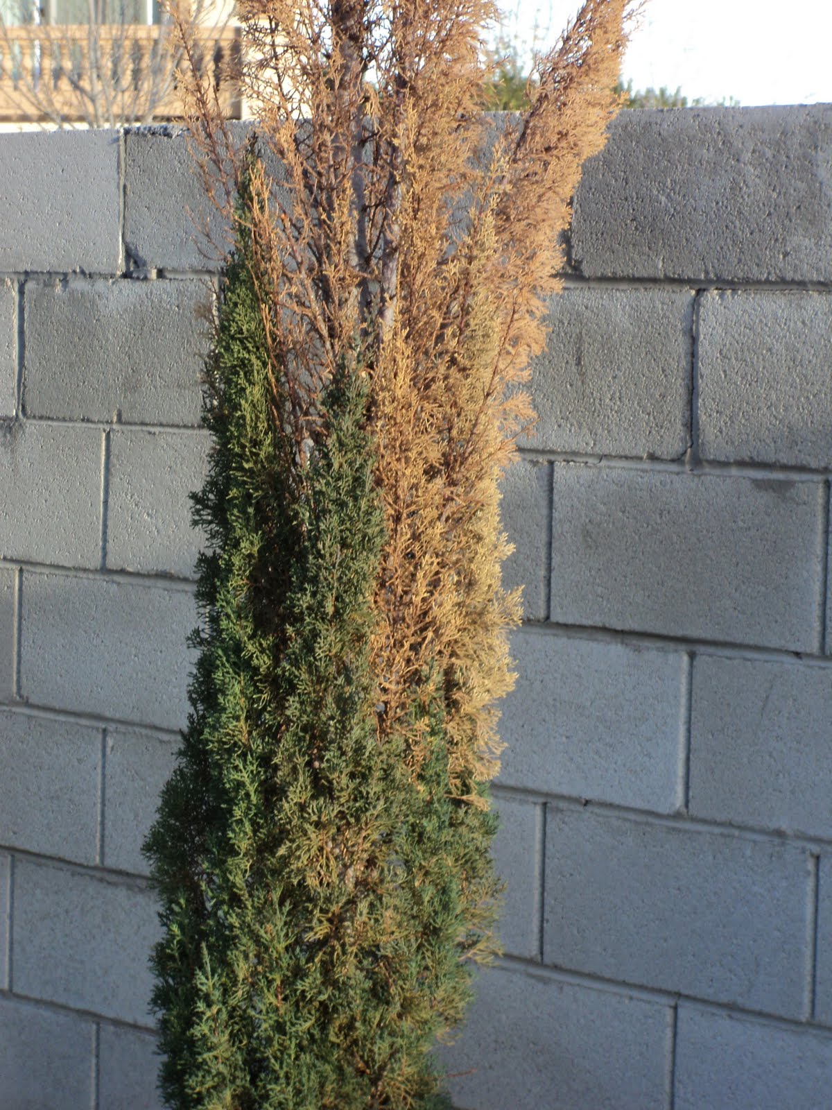 What Causes Italian Cypress Trees to Turn Brown? ( & How to Fix)