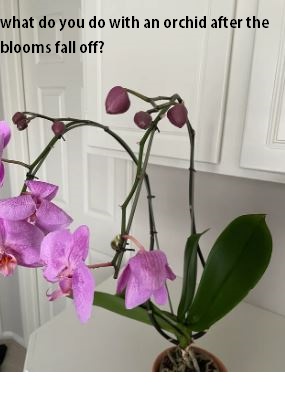 orchid care after blooms fall off