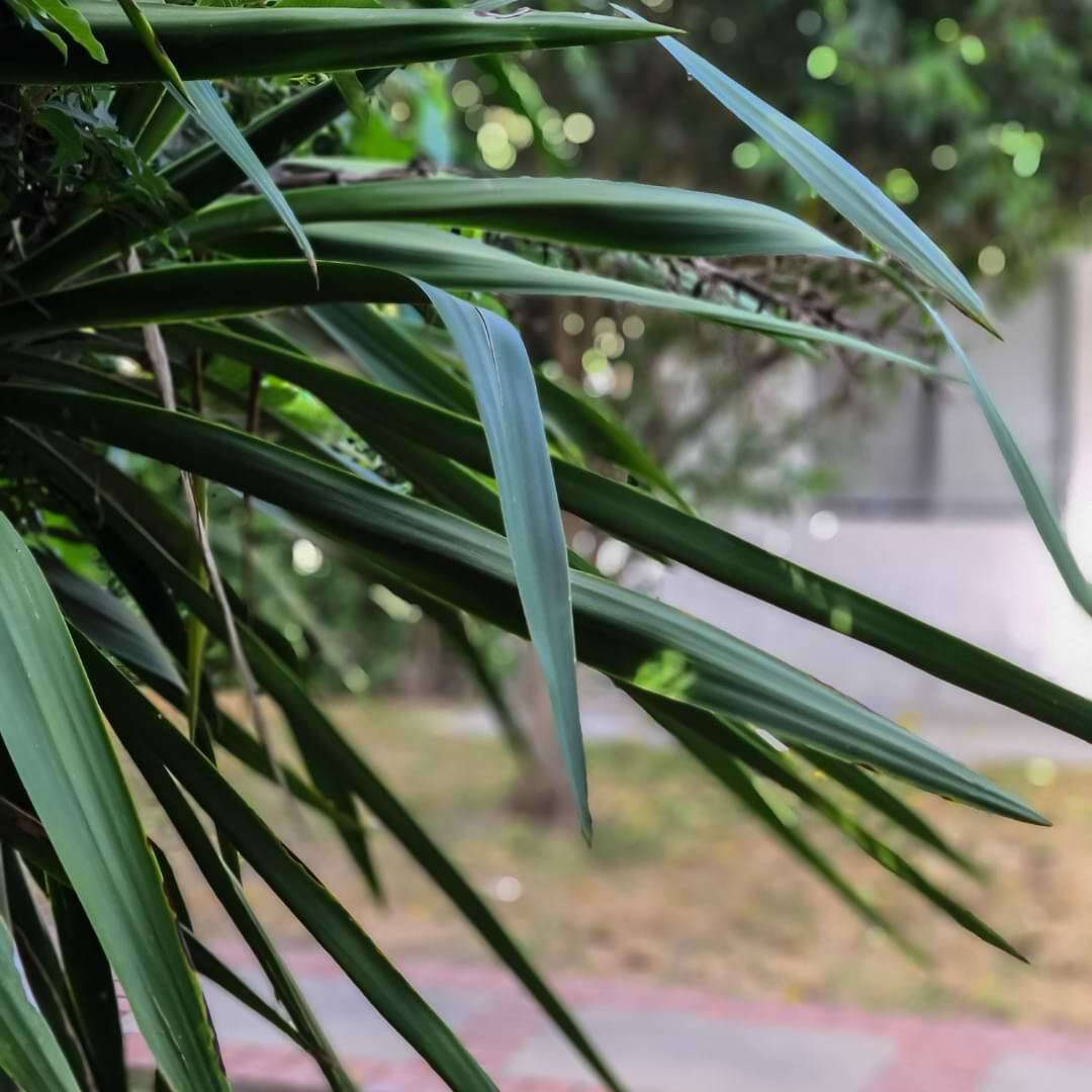 Why Is My Majesty Palm Turning Brown? (7 Reasons & How to Fix)