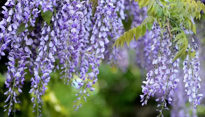 Wisteria Flower - Meaning, Symbolism, Colors & What Special About It