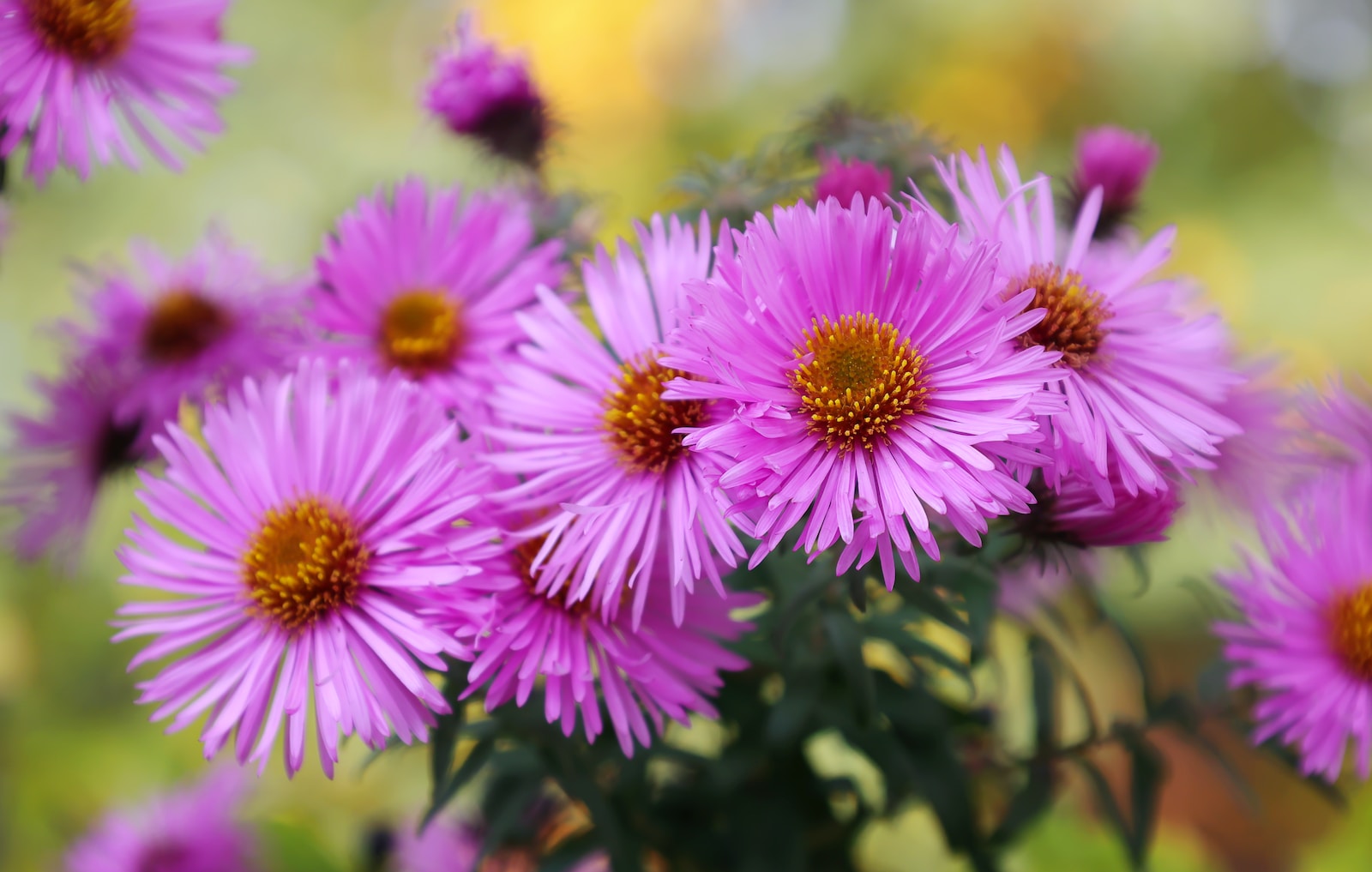 asters