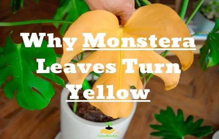 10 Reasons Your Monstera Adansonii Cutting Turning Yellow (& How to Fix)