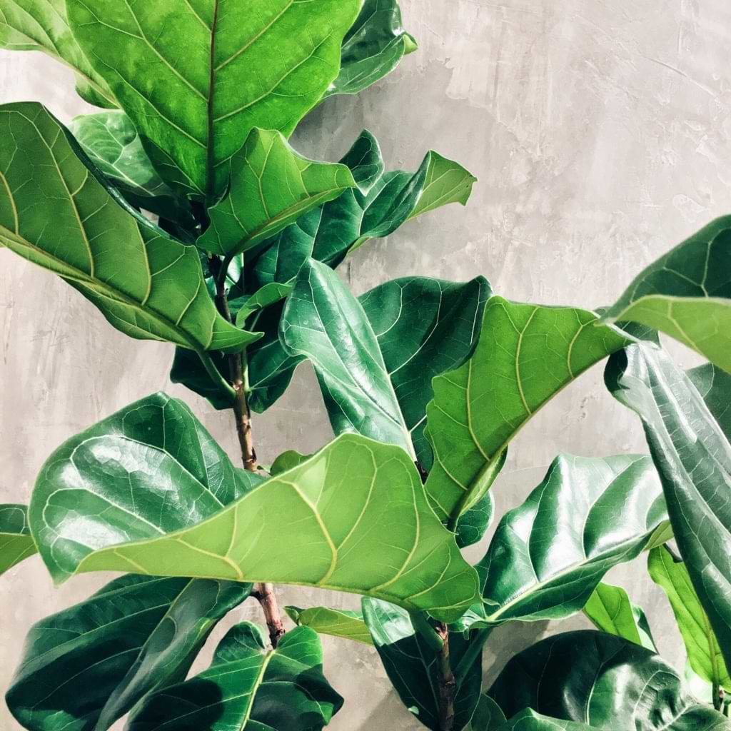 20 Benefits of Fiddle Leaf Fig Trees: Owning The Best Tree (How It Feels)