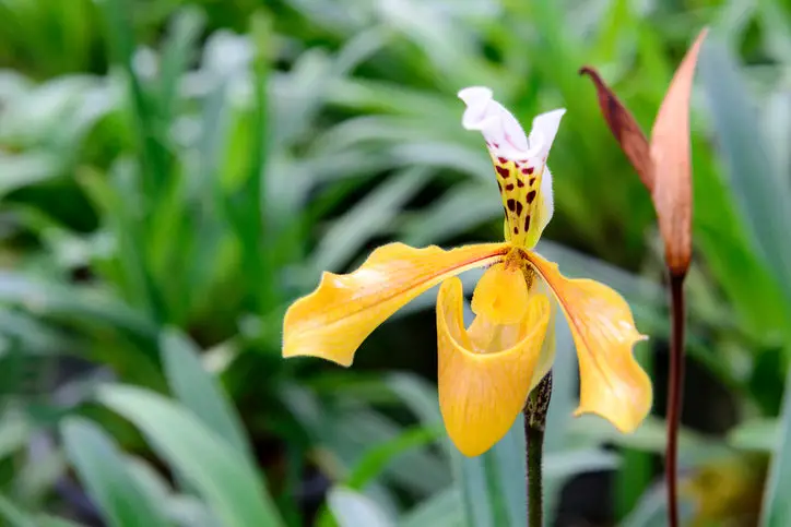 3 Most Rarest Orchids In The World