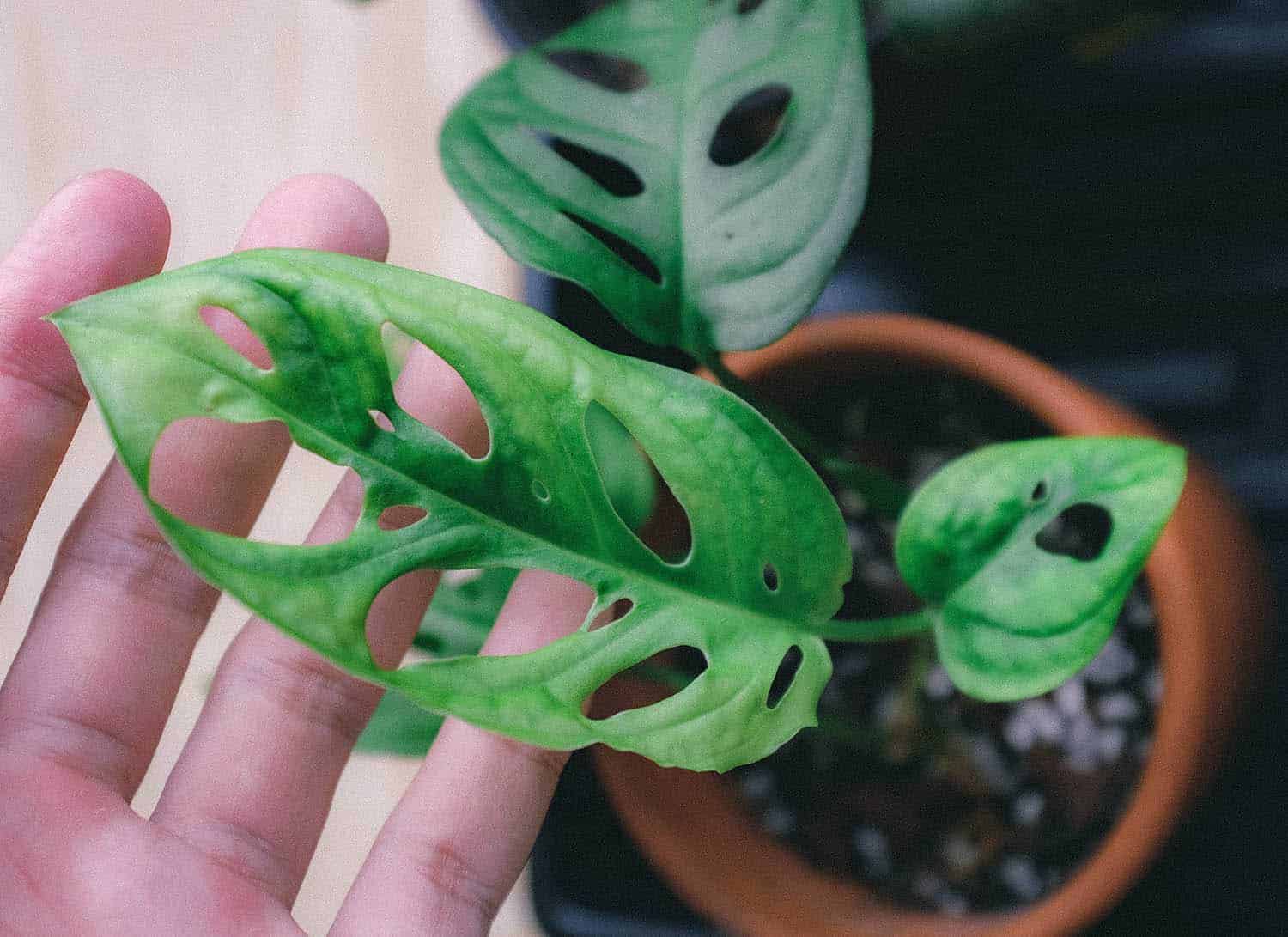 5 Reasons Your Monstera Adansonii Not Rooting in Water - Here is How to Fix