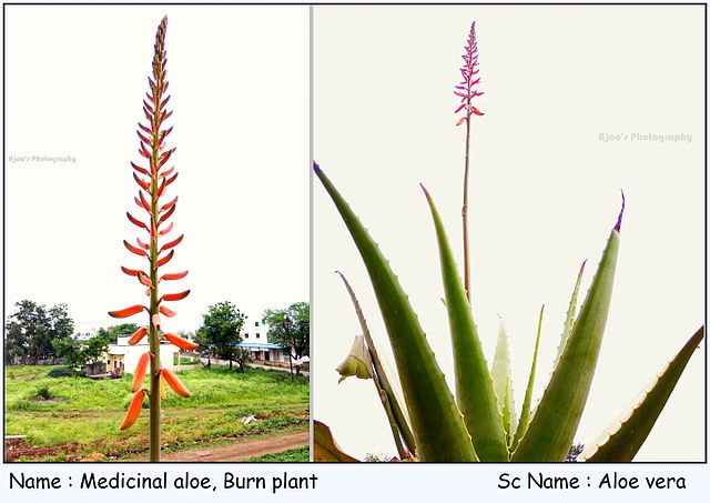 Aloe vera Flower - Is It Rarely Bloom