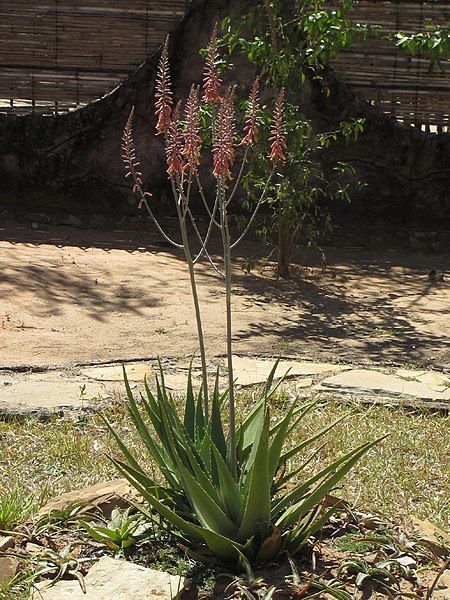 Aloe massawana