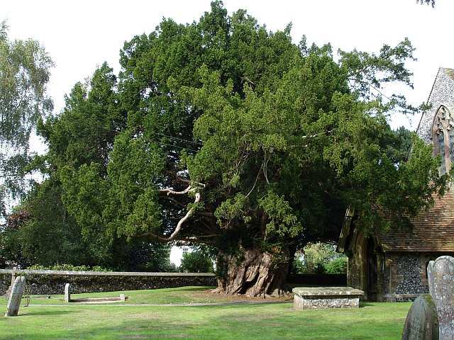 Yew Tree Symbolism in Christianity