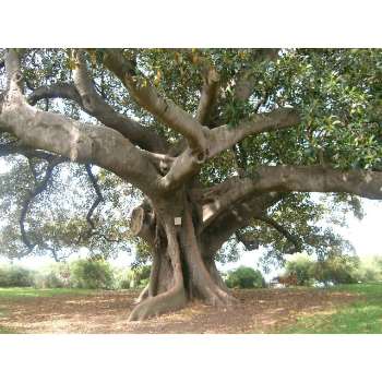 Fig Tree Symbolism - What is the Bible Message And Meaning?