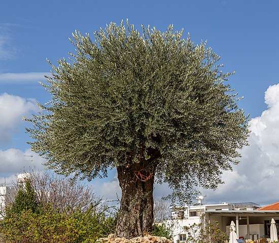 Olive Tree Spiritual Meaning