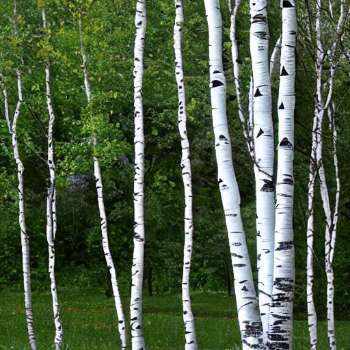 What Does White Birch Symbolize? (Spiritual Means And Mythology)