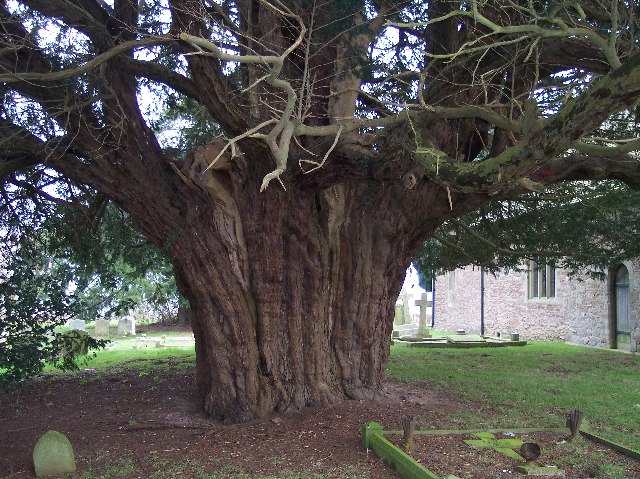 What does the yew tree symbolize at Christmas?
