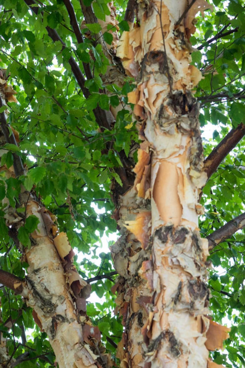 Birch Tree - How to Keep It Small(Pruning Guide)
