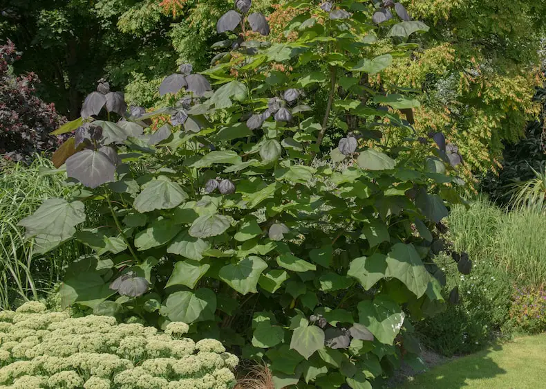 Catalpa Tree - How to Keep It Small(Pruning Guide)