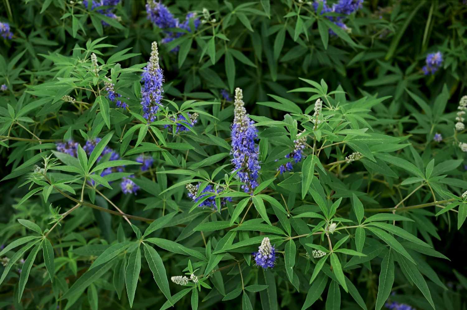 Chaste Tree Lifespan: How Fast They Grow?