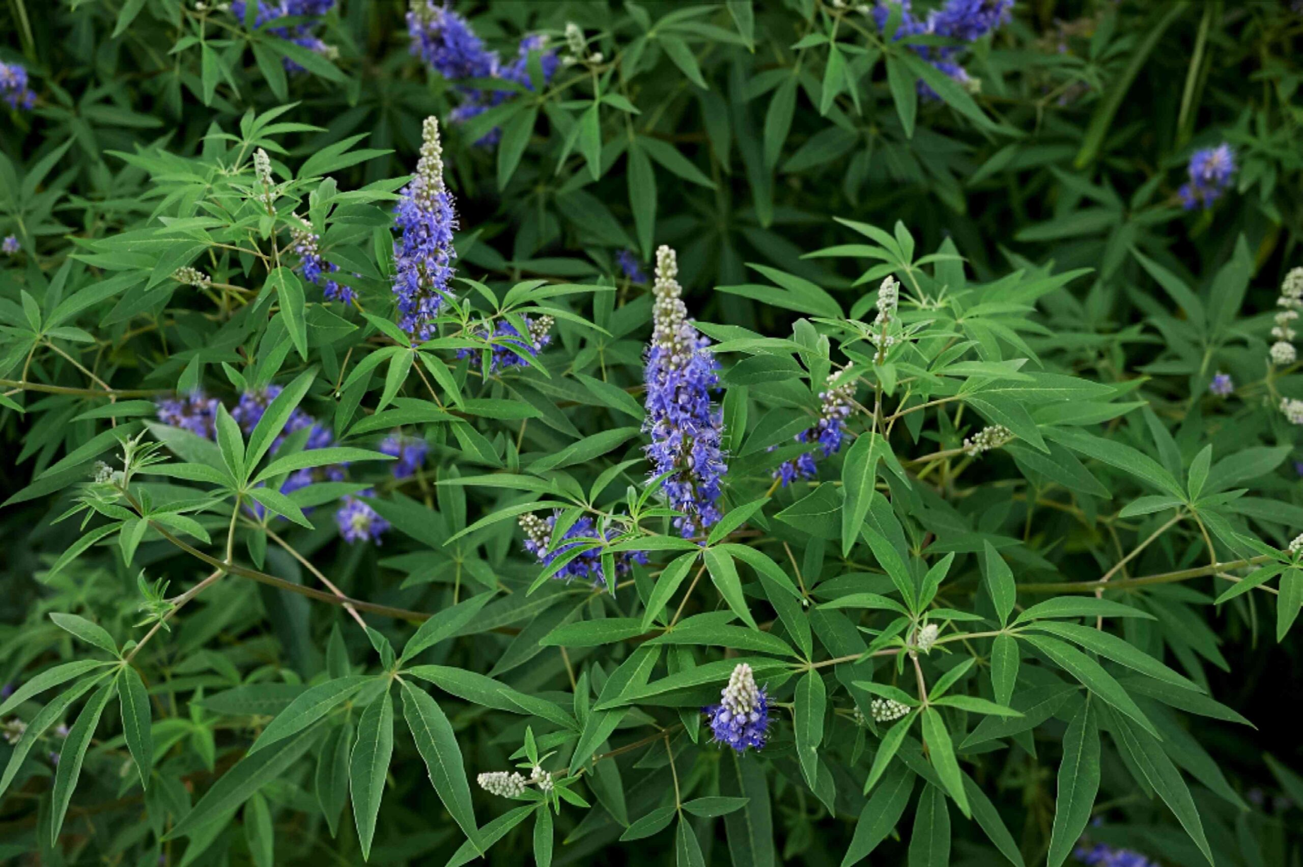 Chaste Tree Invasive Roots Chaste Tree Propagation (How to Root Vitex Cuttings in Water)