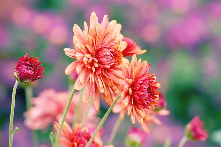 China Aster Flower: Meaning, Their Symbolism, Colors And Types