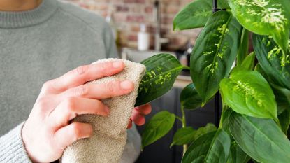 Common Snake Plant Pests: 5 Ways to Get Rid of Them (You Need to Know)