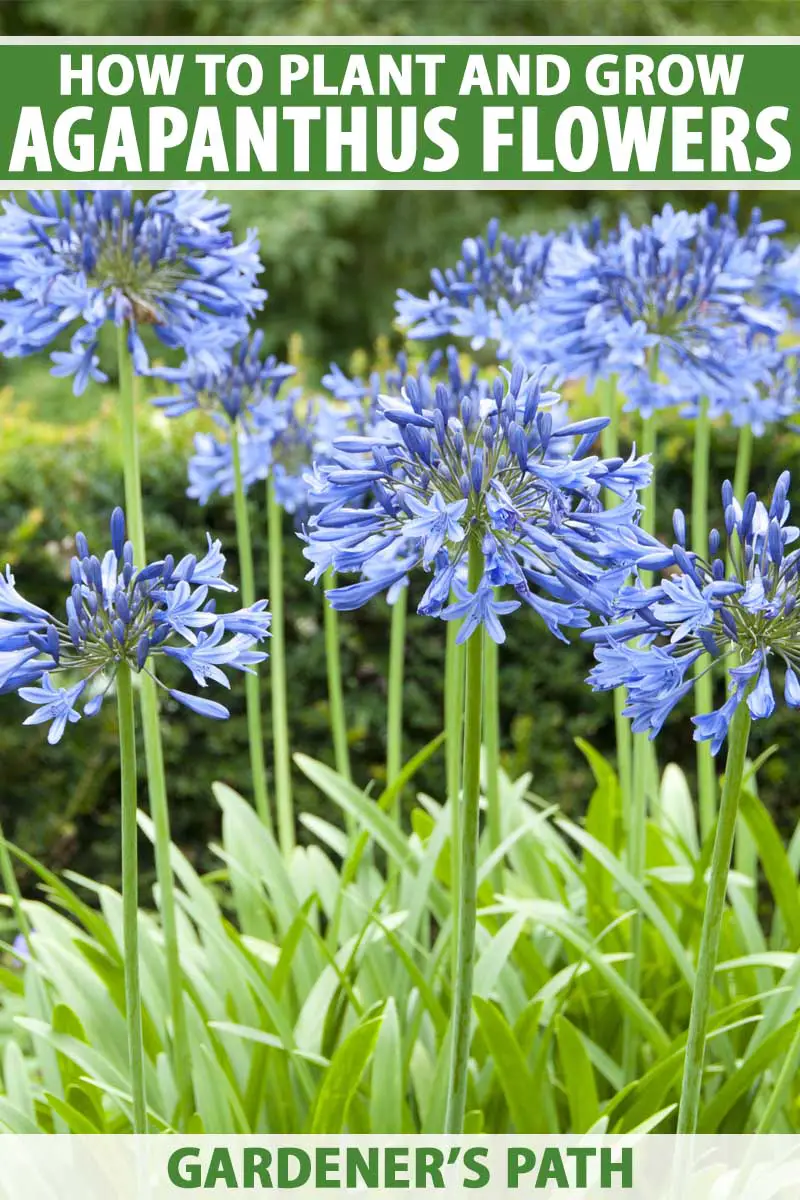 Do Agapanthus Spread? - My Plant Care