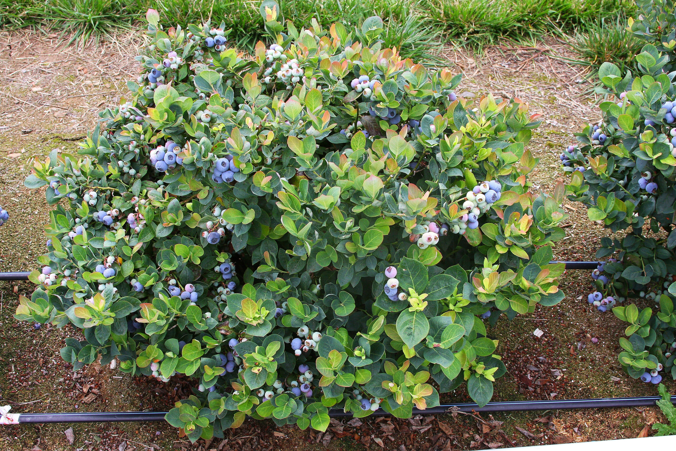 Do Blueberry Plant Spread? - My Plant Care