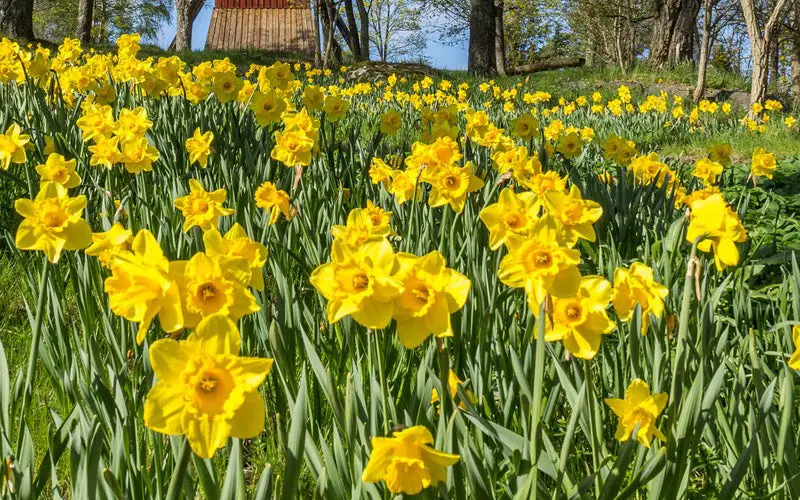 Do Daffodils Spread? - My Plant Care