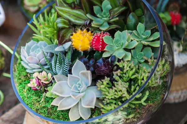 Do Succulents Produce Oxygen? Is It Good?