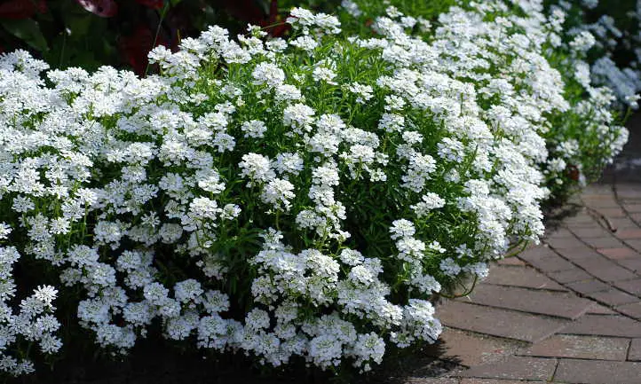 Does Candytuft Plant Spread? - My Plant Care