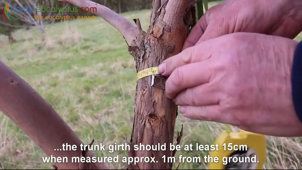 Eucalyptus Tree - How to Keep It Small(Pruning Guide)