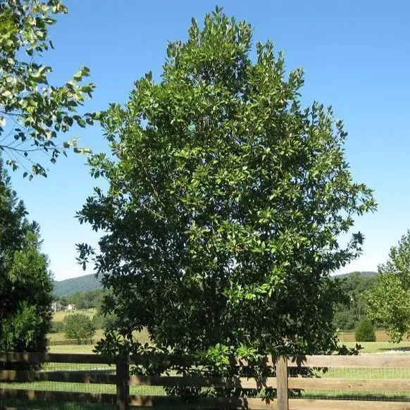 How Big Does a Sweet Bay Tree Get? (Answered)