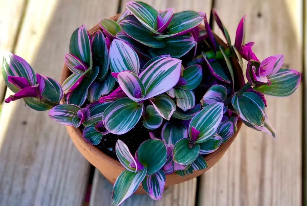 Is the Nanouk Tradescantia Rare? (Answered)