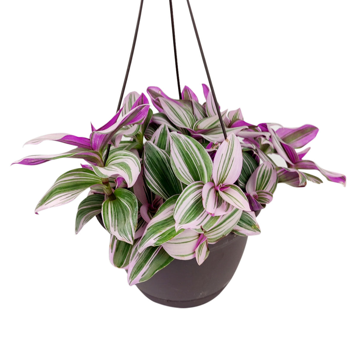 Is Tradescantia Nanouk a Succulent? (Answered)