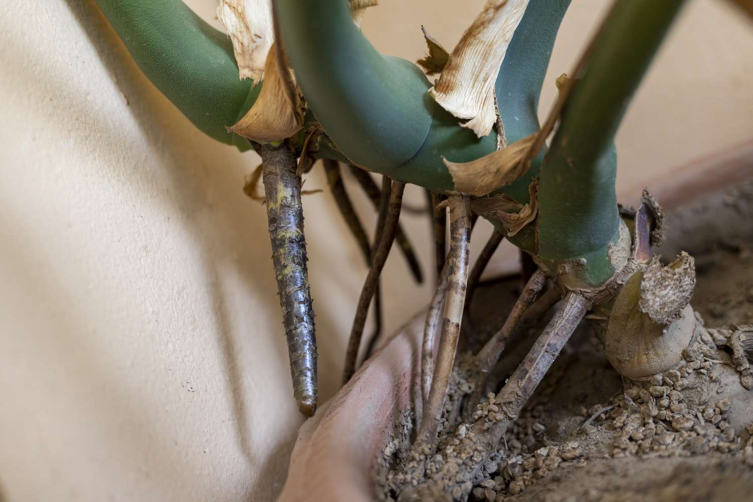 Monstera Node Vs Aerial Root: What'S the Difference? (Helps to Identify Easily)