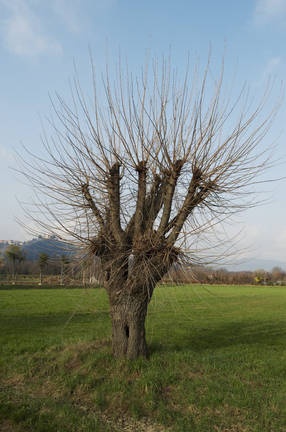 Mulberry Tree - How to Keep It Small(Pruning Guide)