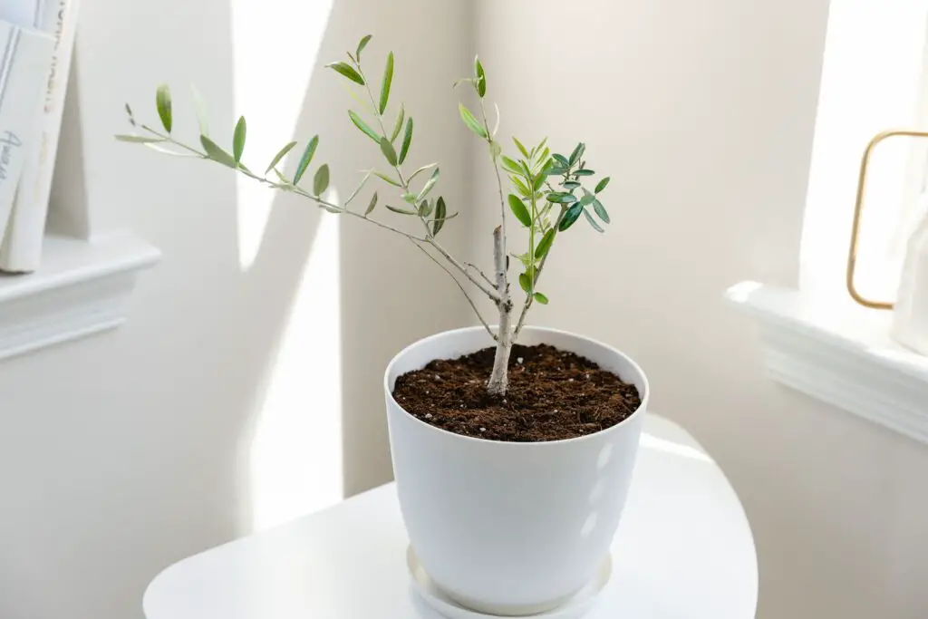 Olive tree growth rate how fast they grow facts 