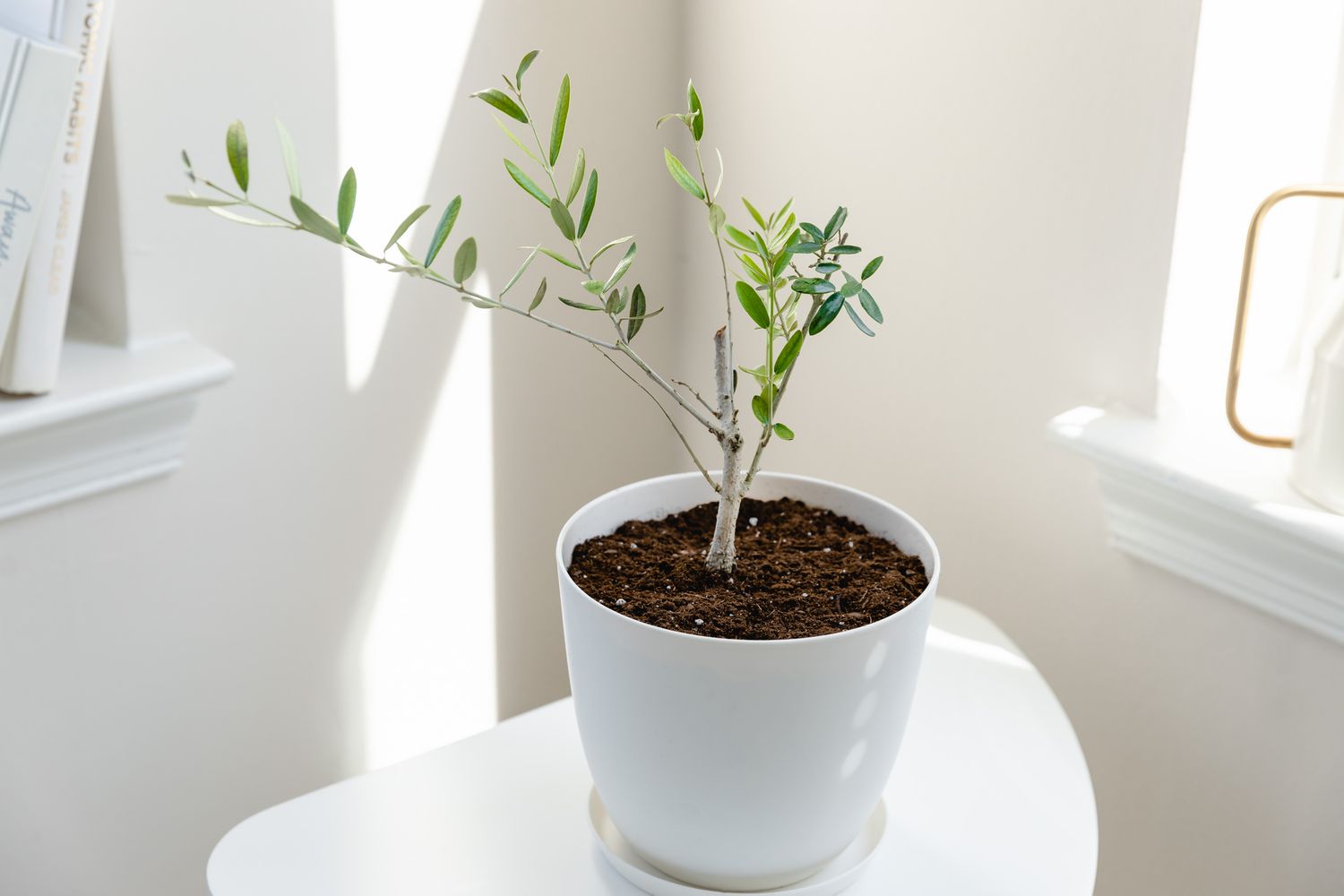 Olive Tree Growth Rate: How Fast They Grow? (Facts)