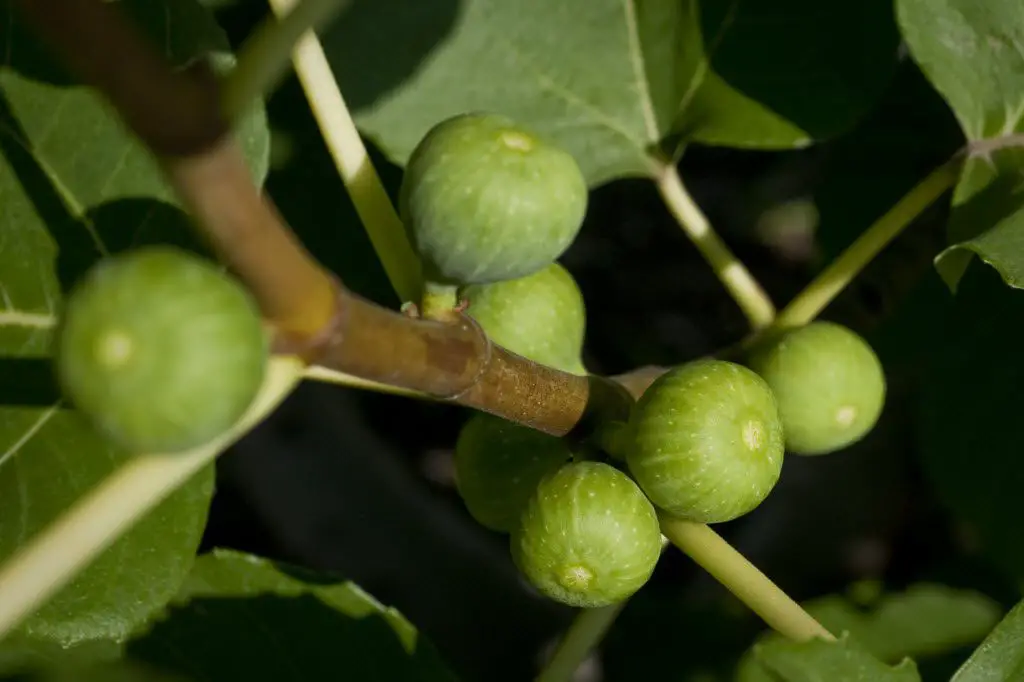 Olive Trees: Care, Types, Benefits, Biblical Significance, Growth Rate