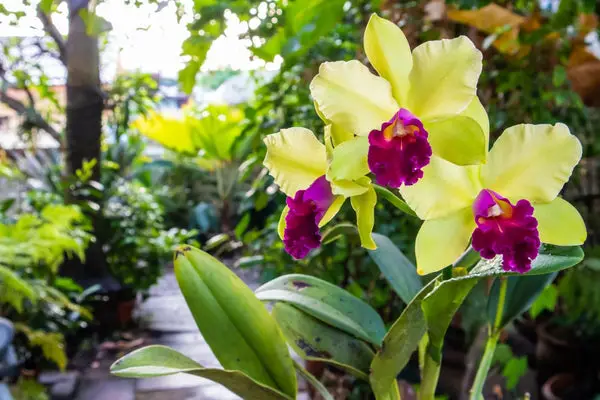 Orchid Care: What is the Best Place to Put Orchids Outside in Summer?
