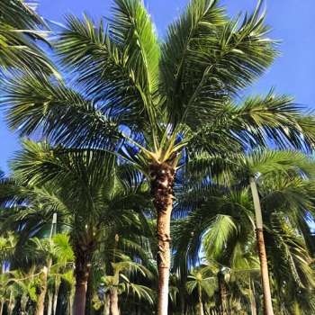 The Spiritual Lesson of the Palm Trees & Its Symbolism in Bible