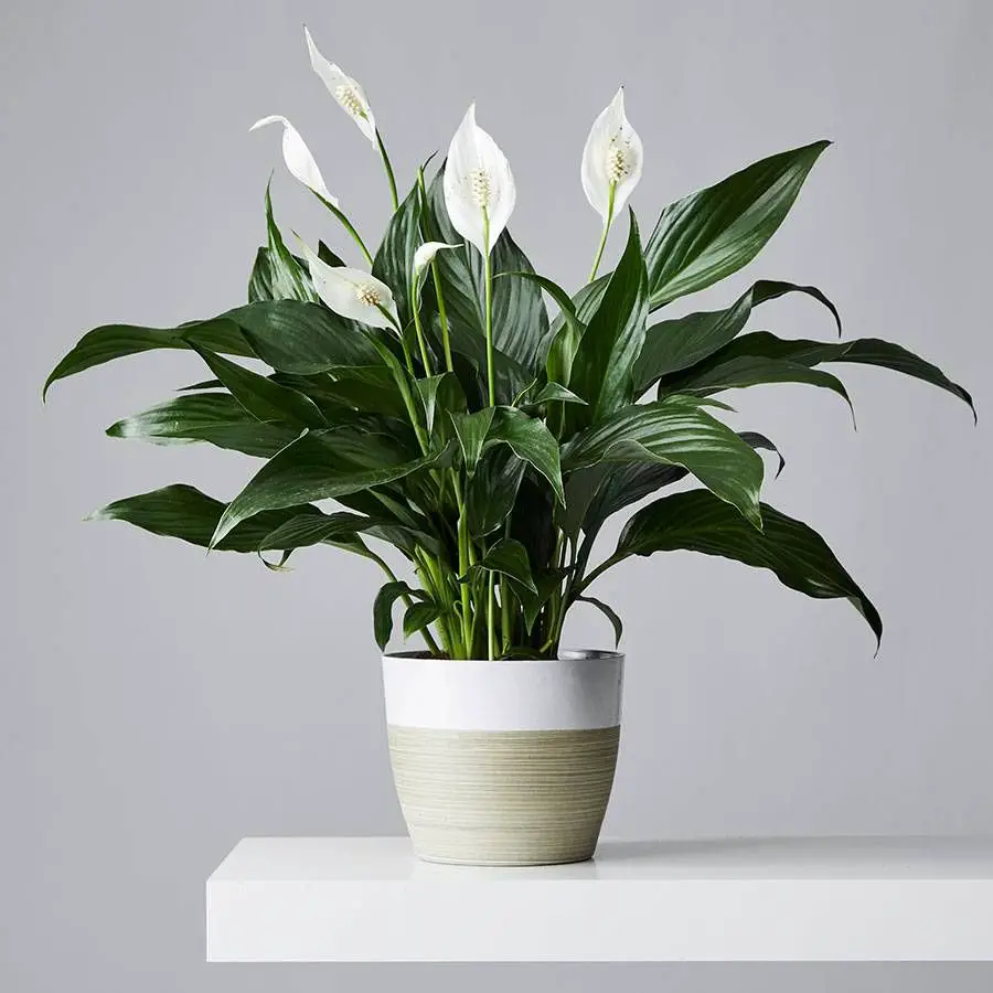 Peace Lily (Spathiphyllum): Care, Grow, Lifespan, Propagation, Benefits