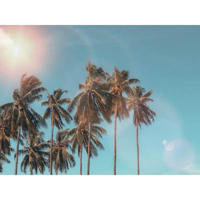 Palm Trees As A Representation Of Spiritual Growth