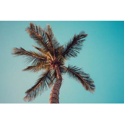5 Prophecy Lessons of the Palm Tree