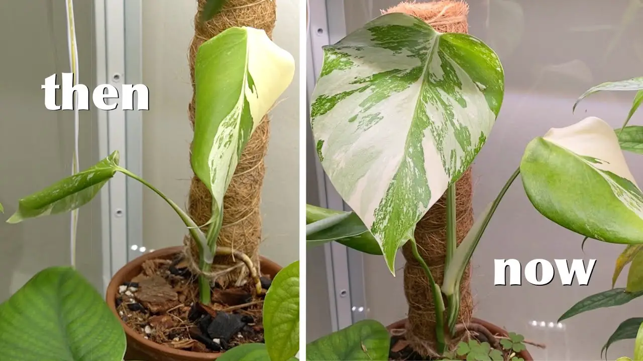 Propagating Monstera in Water With Aerial Roots - How to Guide