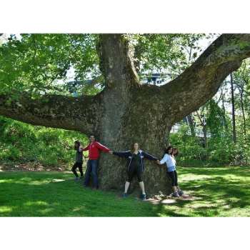 Simbolismo del árbol sicomoro: ¿cuál es el significado bíblico del mismo?